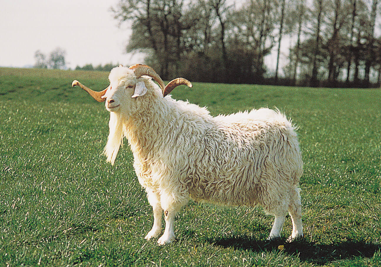 angora-goat - Woolme News