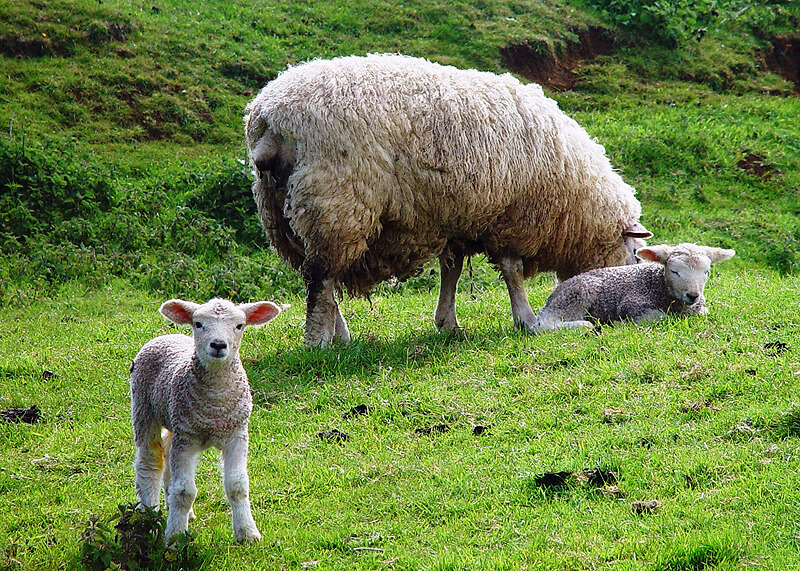 Introducing Wool Types (6): Lambs Wool - Woolme News
