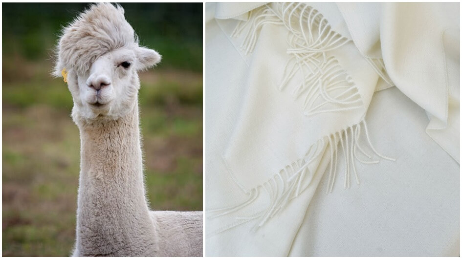 Alpaca Fleece – the Warm and Luxurious Fibre - Woolme News